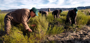 Workers Harvesting Rooibos Tea